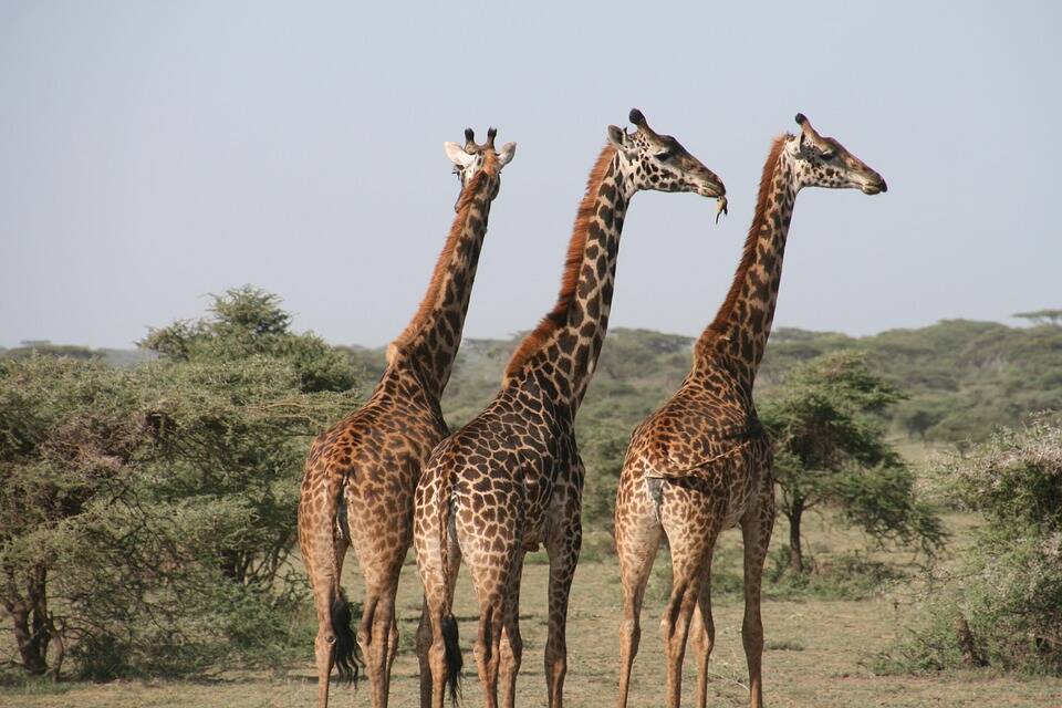 How To Volunteer In Africa With Animals Go Overseas